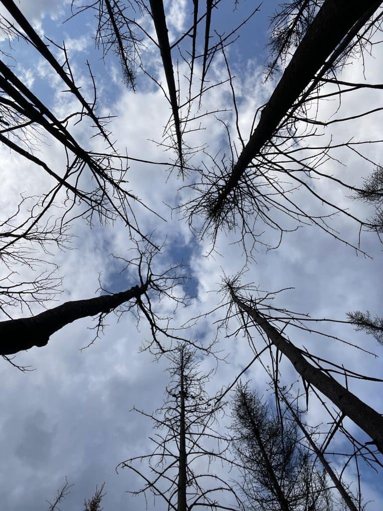 Trees seen from below