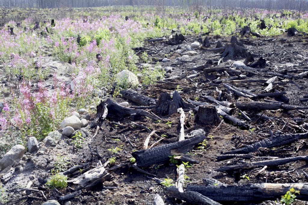 Burnt trees and flowers